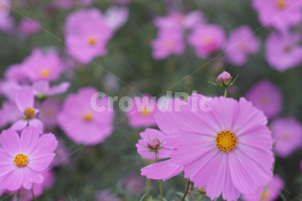 plant,식물,flower,코스모스,cosmos,식물,자연,plants,nature,꽃,flower
