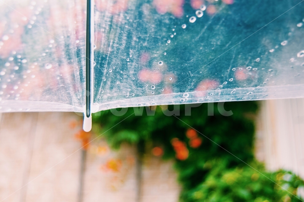 비오는풍경,능소화,어사화주황색꽃,명애,영광,비,비오는날,rain,rainy,감성,sensible,feeling
