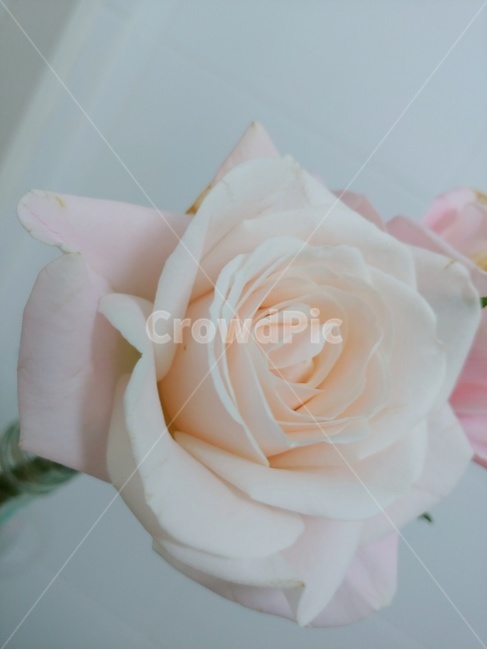 장미,흰장미,꽃,한송이,연한분홍꽃