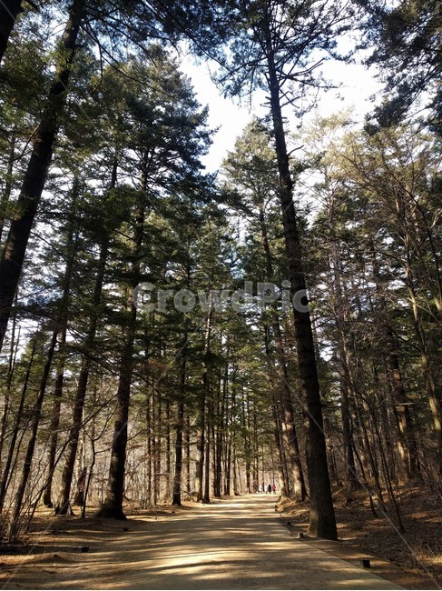 강원도,월정사,전나무숲,숲,산책,woljeongsa,temple,tir,forest,walking