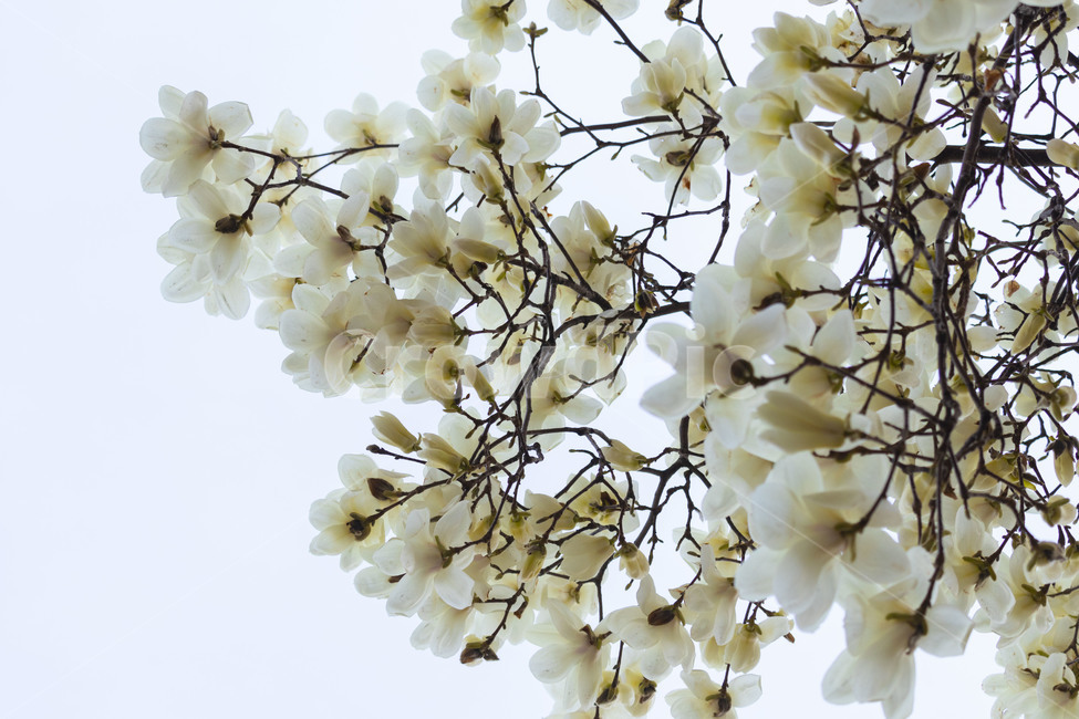목련,백목련,봄꽃,목련꽃,흰목련,식물,자연,plants,nature,꽃,flower