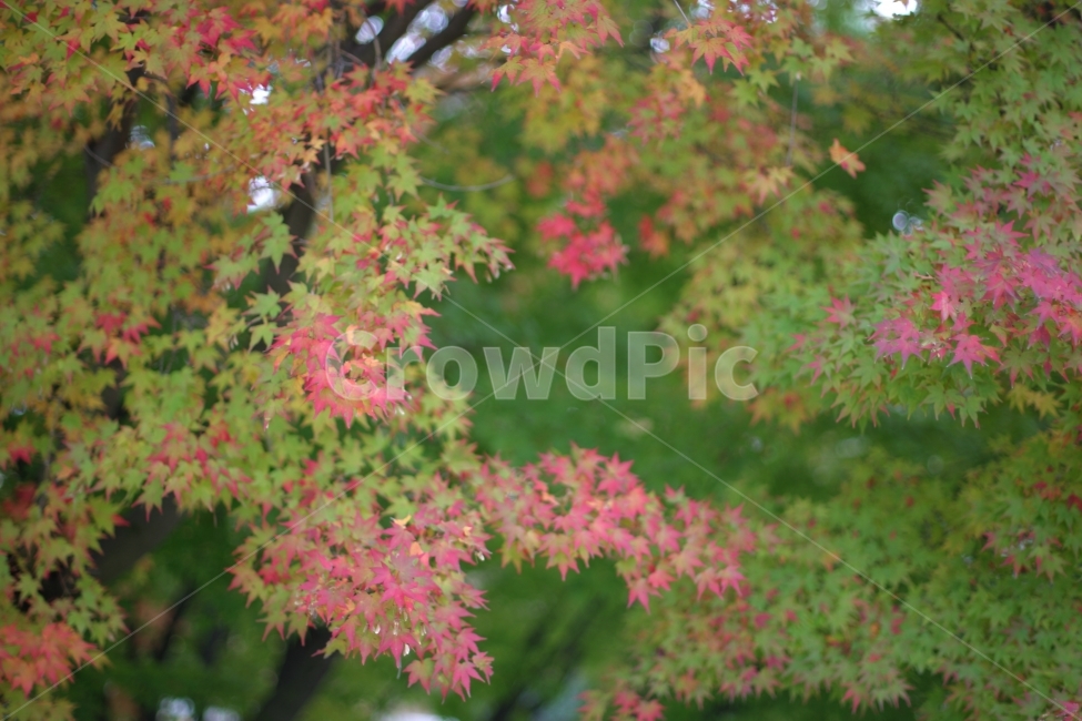 가을,단풍,나무,식물,fall,maple,tree,botanical,식물,자연,plants,nature