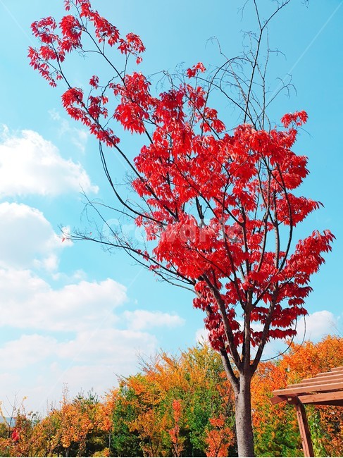 가을,풍경,산,자연,구름,가을,계절,fall,autumn,season,자연,풍경,nature,landscape,plant,식물,leaf,잎,tree,나무,maple,단풍