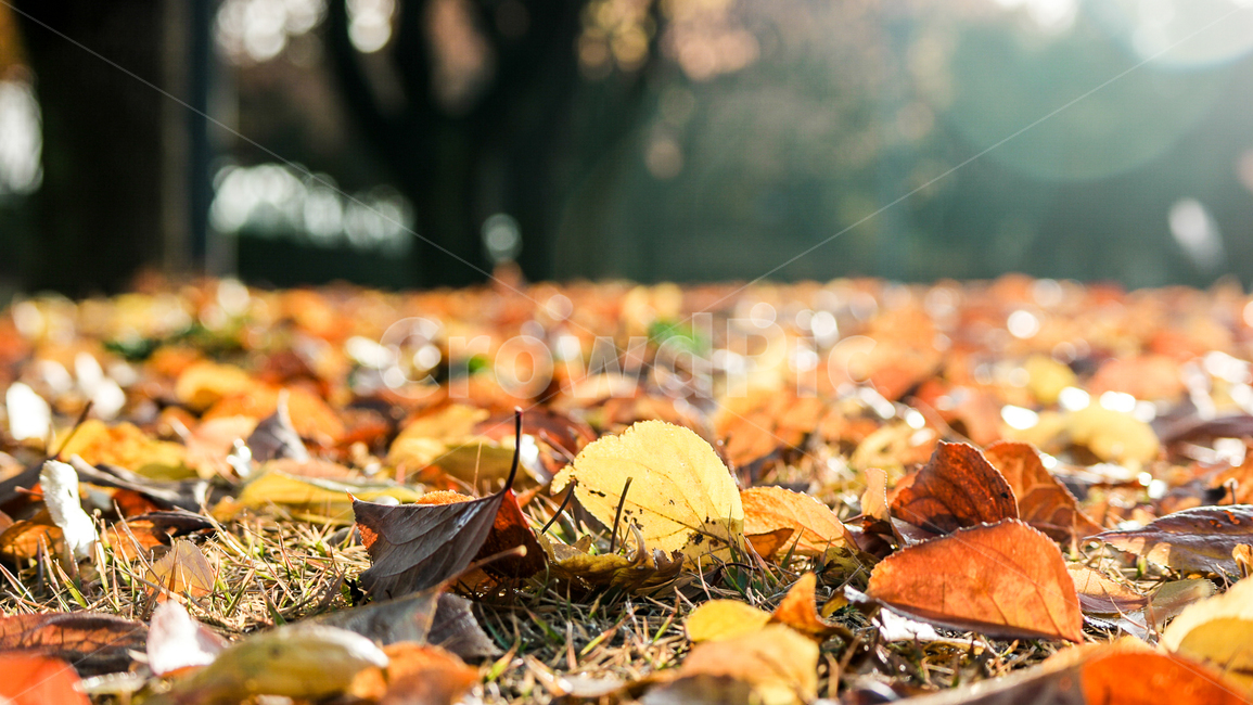 가을,단풍,낙엽,한강,뚝섬유원지,이슬,plant,식물,tree,나무,treetrunk,나무줄기,가을,계절,fall,autumn,season,leaf,잎,ground,바닥