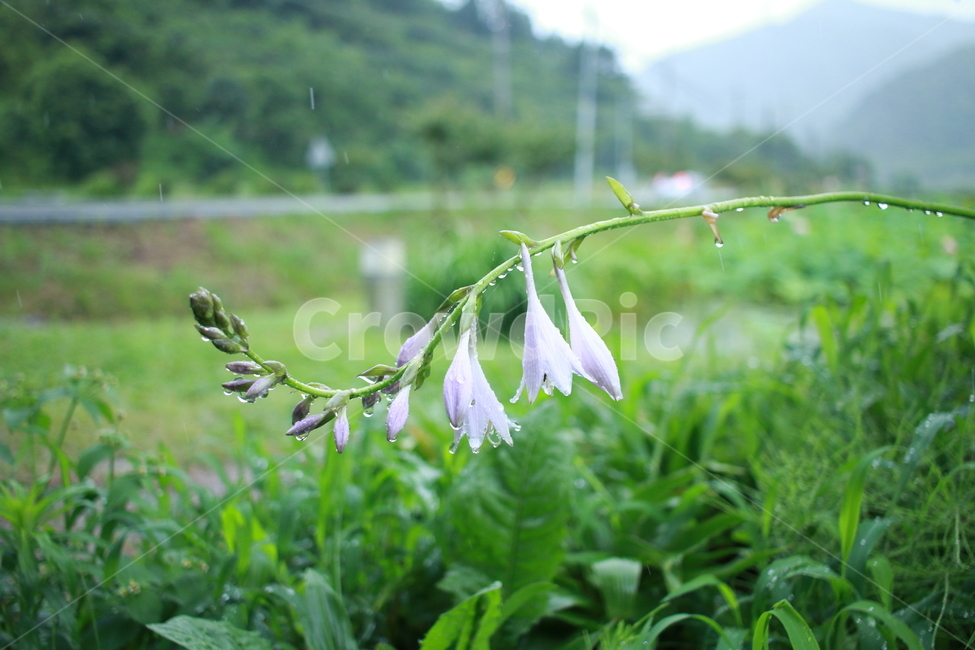 우중출사,여름,장마,비,비방울,식물,자연,plants,nature,꽃,flower,비,비오는날,rain,rainy