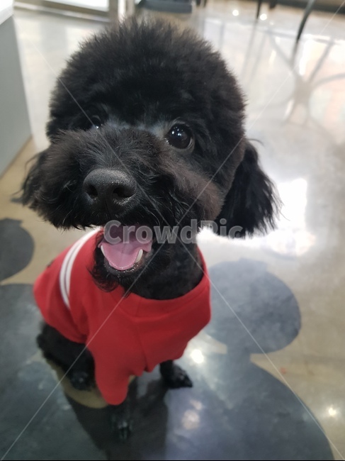 푸들,반려견,블랙푸들,강아지,애완동물,토이푸들,애완견,동물,animal,포유류,mammal,개,강아지,dog,doggy