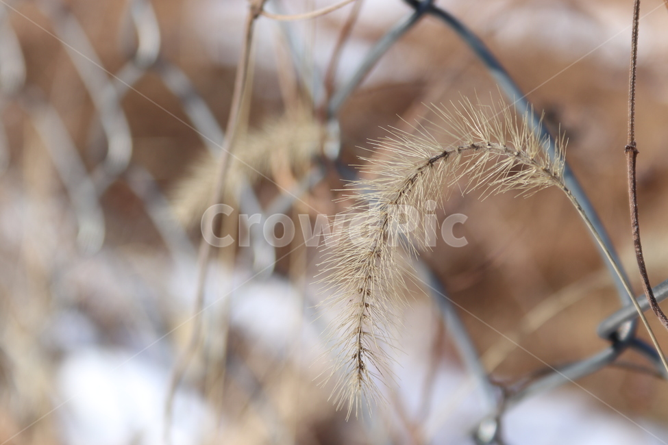철조망,눈밭,아웃포커싱,보들보들,겨울,겨울,계절,winter,season,식물,자연,plants,nature