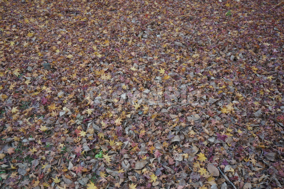 낙엽,가을낙엽,가을,만추,단풍,가을,계절,fall,autumn,season,ground,바닥