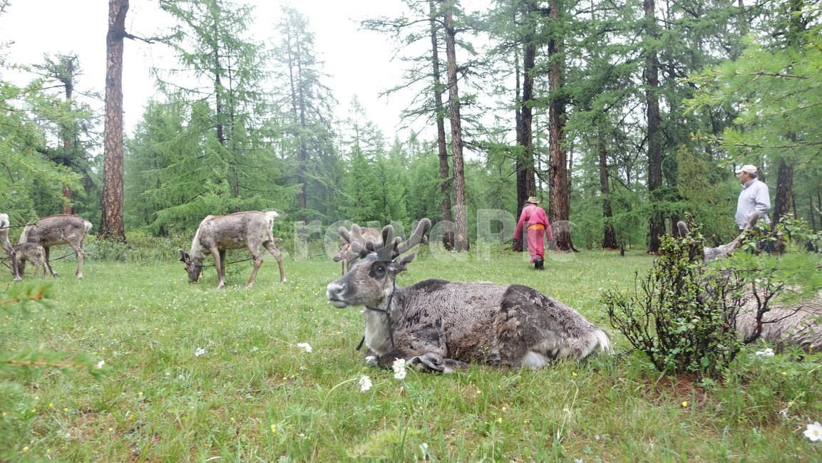 reindeer,forest,grass,숲,순록,animal,tree,나무,green,초록