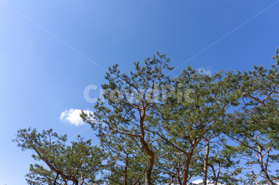 소나무,소나무들,한국,나무,하늘,초록색,하늘색,한국나무,숲속,pine,pinetree,식물,자연,plants,nature,나무,trees,wood