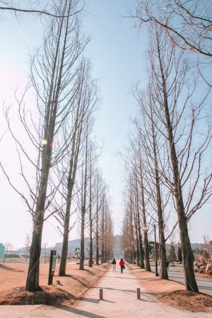 겨울,나무,순천,공원,길,korea,garden,road,tree,감성,순천만국가정원,정원,갈대,자연,풍경,nature,landscape,겨울,계절,winter,season,사람,인물,인간,human,person,plant,식물