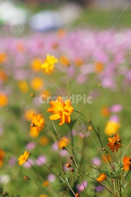 코스모스,노란코스모스,가을,꽃,자연,식물,cosmos,nature,fiower,green,pink,가을,계절,fall,autumn,season,식물,자연,plants,nature,꽃,flower,plant