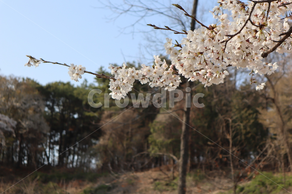 cherryblossoms,벚꽃,봄,꽃,분홍꽃