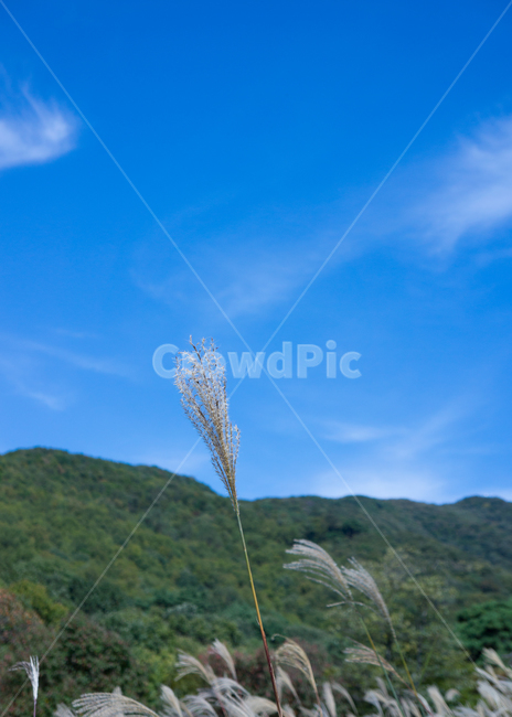 갈대,풍경,하늘,산,reed,landscape,mountain,sky