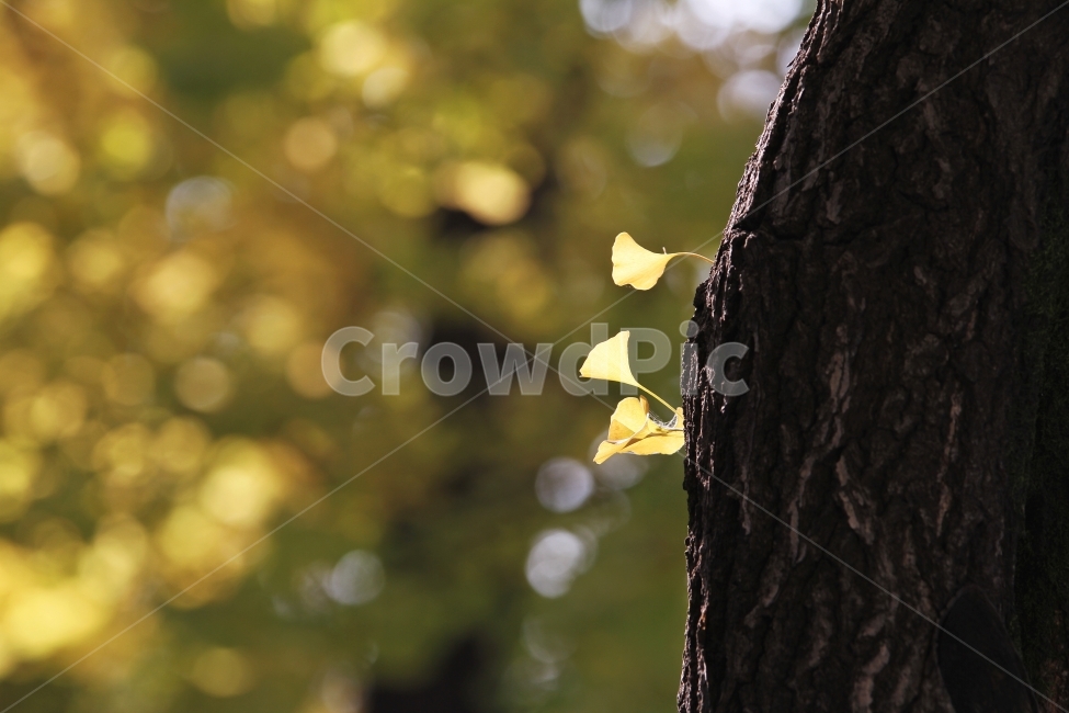 단풍잎,가을풍경,식물,자연,감성사진,단풍,가을,계절,fall,autumn,season,식물,자연,plants,nature,감성,sensible,feeling,tree,나무,plant,leaf,잎