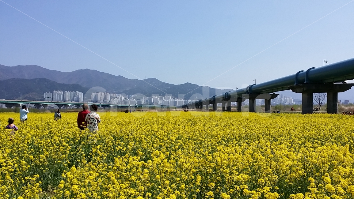 유채꾳,봄,다리,도시,강,봄,계절,spring,season,사람,인물,인간,human,person