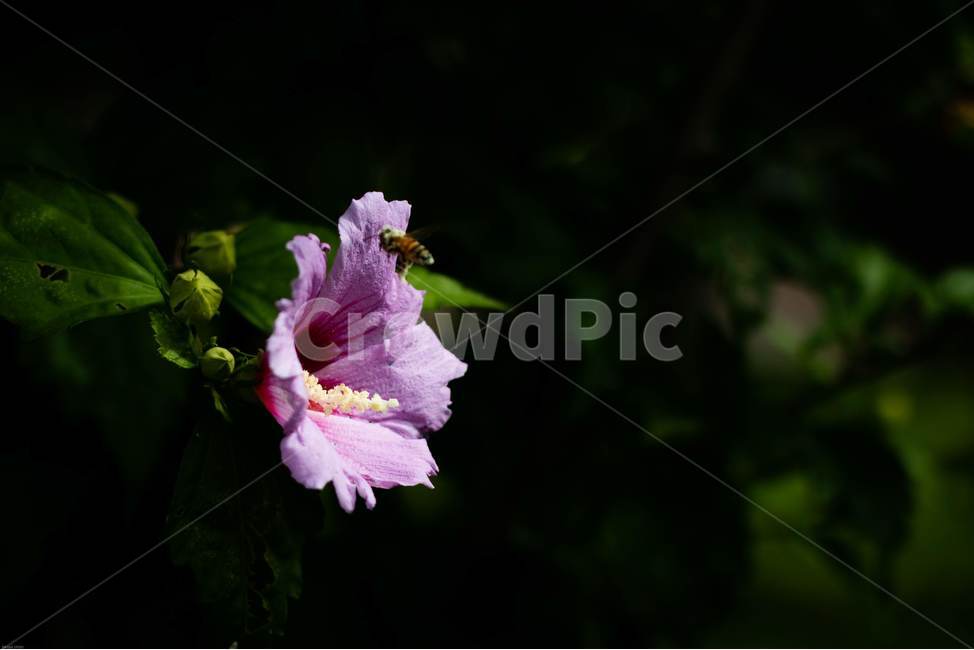꽃,무궁화,우리나라꽃,식물,flower,무궁화꽃,국화,나무,삼일절,애국심,야생화,대한민국의상징,속씨식물,아욱과,나라꽃,씨앗,열매,꽃잎,붉은색,무궁화정신,쌍떡잎식물,근화,흰색,연분홍색,분홍색,단체수술,공원,조경,무궁화과,식물,자연,plants,nature,꽃,flower