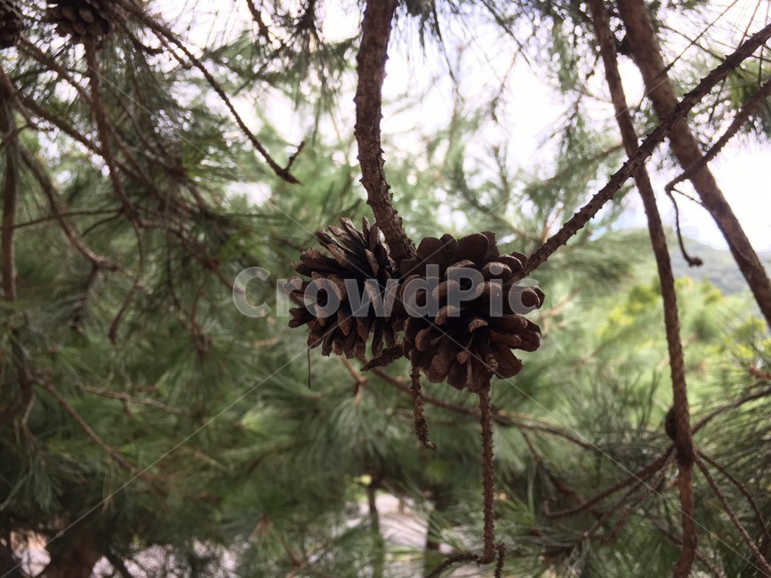 tree,나무,plant,식물,솔방울,소나무,나무,trees,wood,과일,열매,fruit