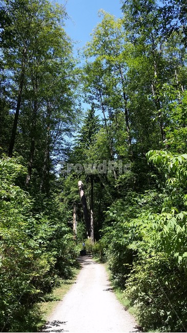 풀숲,초록,나무,길,도로,plant,식물,tree,forest,green,road