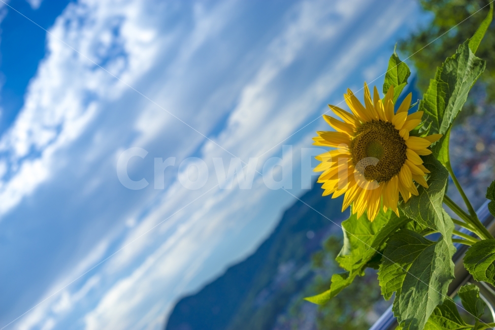 혜화,이화동,벽화마을,해바라기,여름,식물,자연,plants,nature,꽃,flower,감성,sensible,feeling