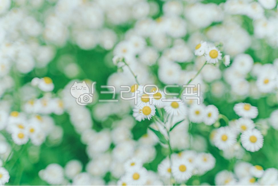개망초,계란꽃,데이지,꽃,식물,plant,daisy,flower,blossom,꽃,flower