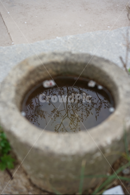 숲,반영,길,자작나무,비침,한국전통,한국문화,korean traditional,korean culture,사물,물건,오브젝트,thing,object,matter
