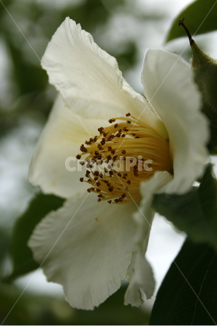 노각나무,차나무,식물,flower,plants,nature,꽃봉오리,꽃,식물,자연,plants,nature,꽃,flower