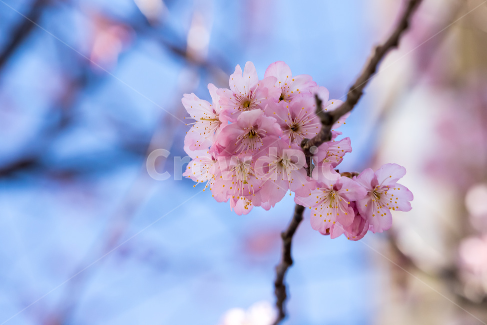 spring,봄,petal,꽃잎,벚꽃,식물,animal,plant,flower,꽃,blossom,식물,자연,plants,nature