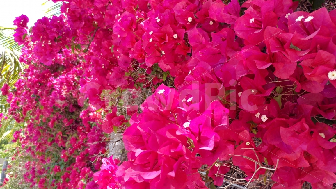 부겐베리아,핫핑크,흐드러지다,남가주,자연의색깔,bougainvillia,flowerofMay,southernCalifornia,awesomenaturecolor,식물,자연,plants,nature,꽃,flower