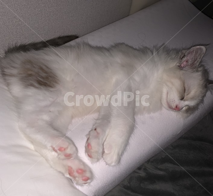 고양이,동물,렉돌,아기고양이,자는고양이,베개,고양이발바닥,발바닥,새끼고양이,cat,pet,cute,가구