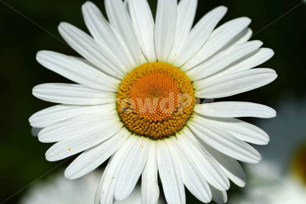 샤스타데이지,봄꽃,한국자연,꽃,꽃사진,플라워,flower,봄,spring,식물,plants,자연,nature,풍경,landscape,계절,season,snap,스냅,접사,macro,closeup,클로즈업,감성사진,감성,힐링,healing,느낌,feel,feeling,꽃밭,화단,꽃봉오리,5월,May,shastadaisy,봄,계절,spring,season,식물,자연,plants,nature,꽃,flower,plant,blossom,daisy,데이지,daisies
