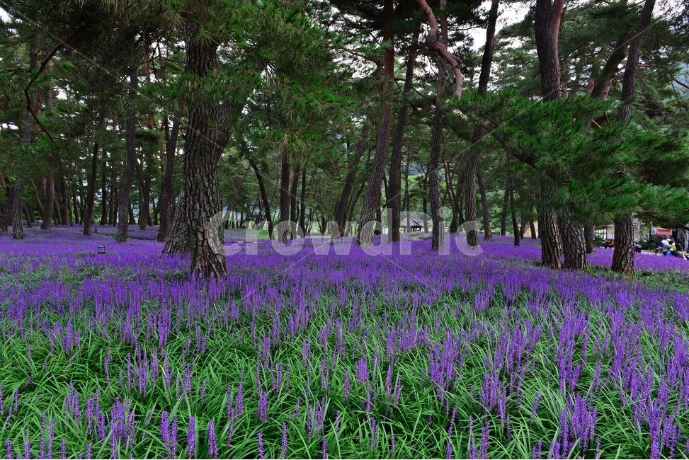 plant,식물,blossom,flower,꽃,garden,정원,outdoors,옥외,맥문동,맥문동꽃,맥문동솔숲,소나무,솔숲,경북,상주,상주솔숲맥문동,솔숲맥문동,자연,풍경,nature,landscape