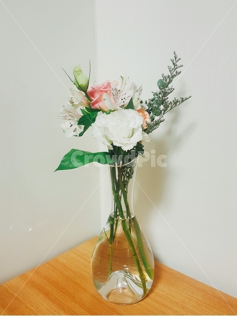 봄,꽃,꽃병,다이소꽃병,다이소,실내용화초,화분,화초,house plant
