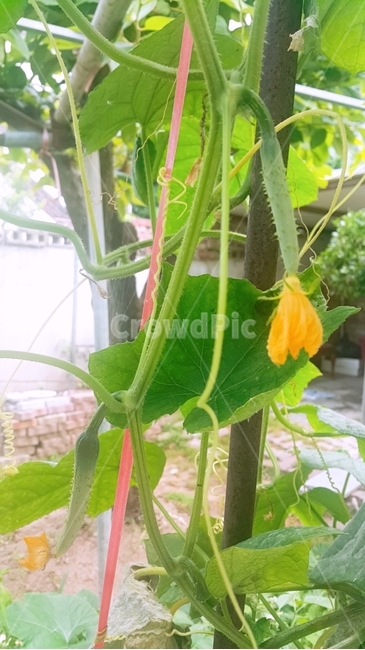 오이,텃밭,유기농,꽃,오이꽃,식물,자연,plants,nature