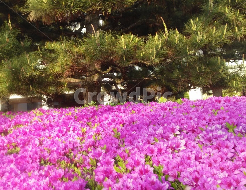 철쭉꽃,진달래과,낙엽관목,개꽃나무,관상용,철죽,조경용,식물,자연,plants,nature,꽃,flower