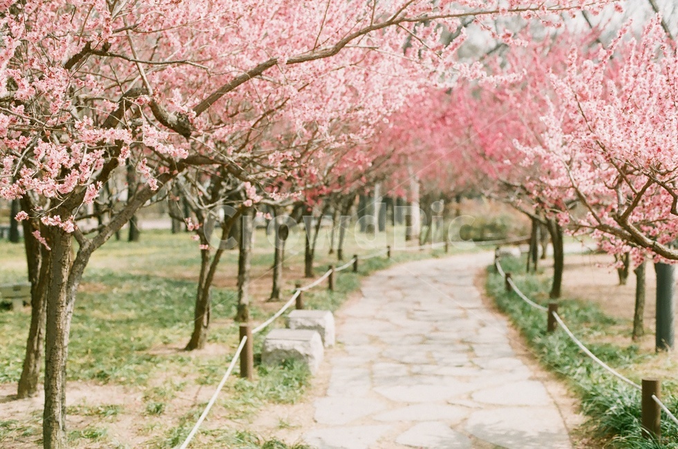 매화,홍매화,봄꽃,매화꽃,매실나무꽃,봄감성,봄꽃나무,봄,계절,spring,season,자연,풍경,nature,landscape,감성,sensible,feeling,plant,식물