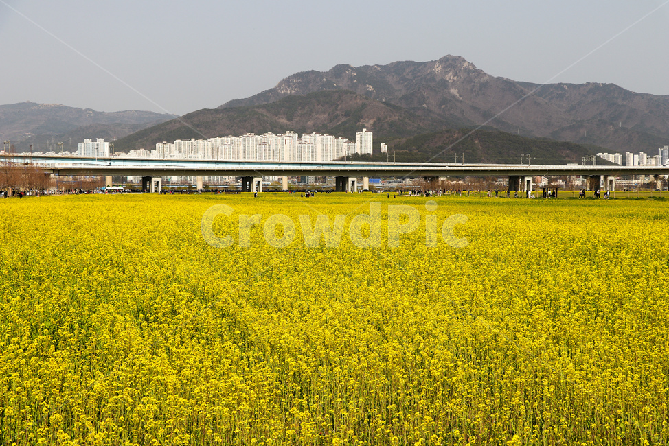꽃,flower,자연,식물,blossom,grassland,field,목초지,outdoors,옥외
