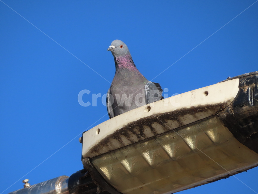 비둘기,전등,하늘,새,조류,부리,pigeon,lights,sky,bird,beak,동물,animal,조류,새,birds