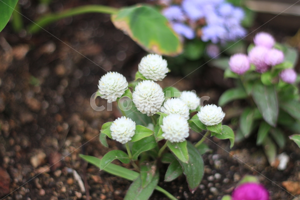 식물,꽃,소소한,소박한,수수한,식물,자연,plants,nature,꽃,flower