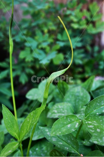 두루미천남성,천남성과,여러해살이풀,야생화,유독성,식물,자연,plants,nature