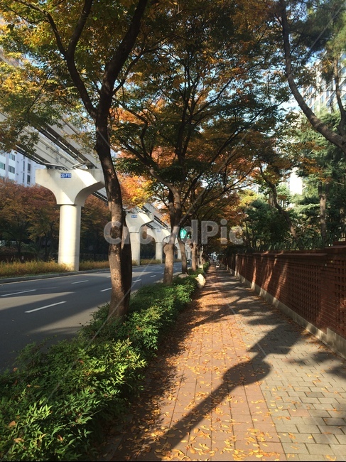 가을,낙엽,autumn,가을거리,길거리,road,scenety,풍경,노을,sunset,도심,downtown,fallenleaves