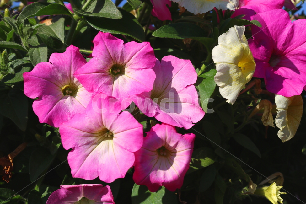 꽃,페튜니아,페튜니아꽃,식물,자연,페츄니아,분홍꽃,식물,자연,plants,nature,꽃,flower
