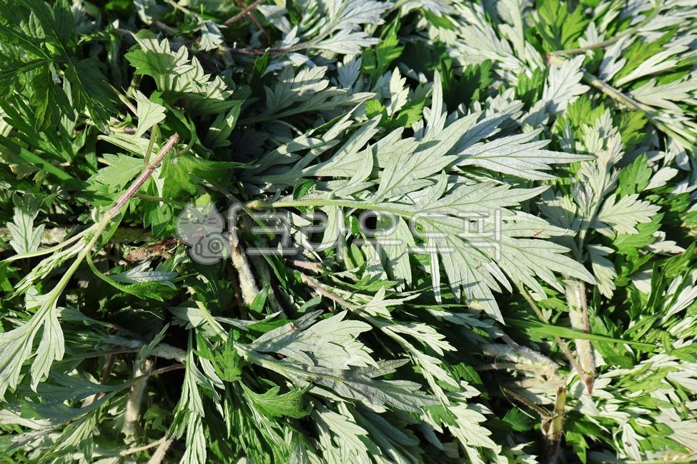 herbs, 허브, leaf, 잎, 쑥, 사진,이미지,일러스트,캘리그라피 - yhshin-작가