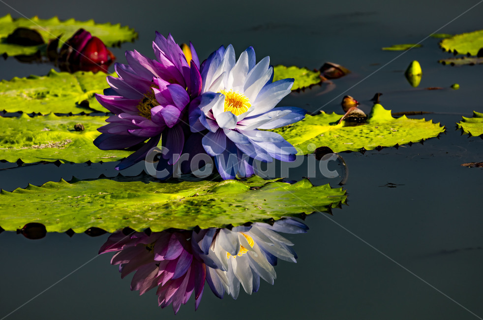 수련,연꽃,연잎,부엽식물,수상식물,연못,습지,청순,반영,식물,꽃,flower,감성,관곡지,식물,자연,plants,nature