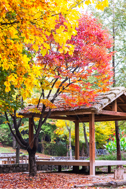 hut,deck,next to the fall,red,trail,leaves,fallenleaves,sight,season,tree,autumn scenery,autumn color,Fall foliage season,early winter,Seoul Forest,background,colonnade,plant,shade house,autumn,in the woods,forest,shelter,yellow,late autumn,fallen leaves,