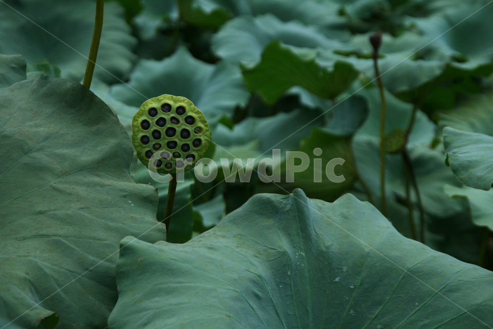 plant,식물,blossom,꽃,flower,자연,연꽃,연밥
