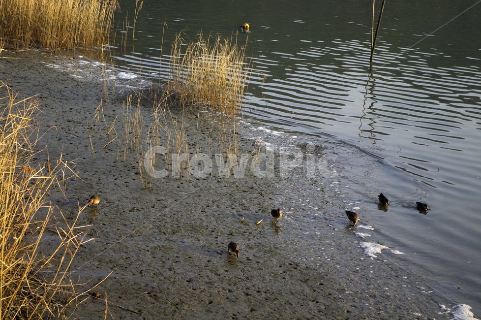 풍경,갈대밭,갈대,식물,plant,철새,동물,animal,조류,새,birds