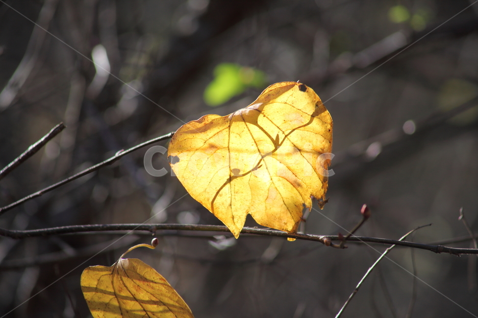 단풍,잎,식물,가을,redleaves,가을,계절,fall,autumn,season,veins,정맥,leaf,plant