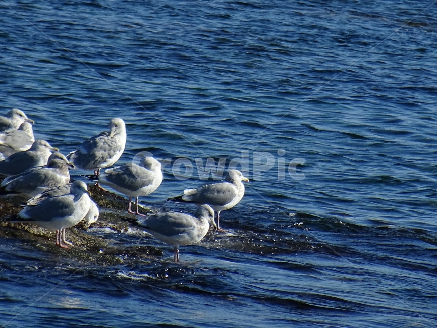 갈매기,동물,조류,새,gull,바다풍경,동물,animal,조류,새,birds