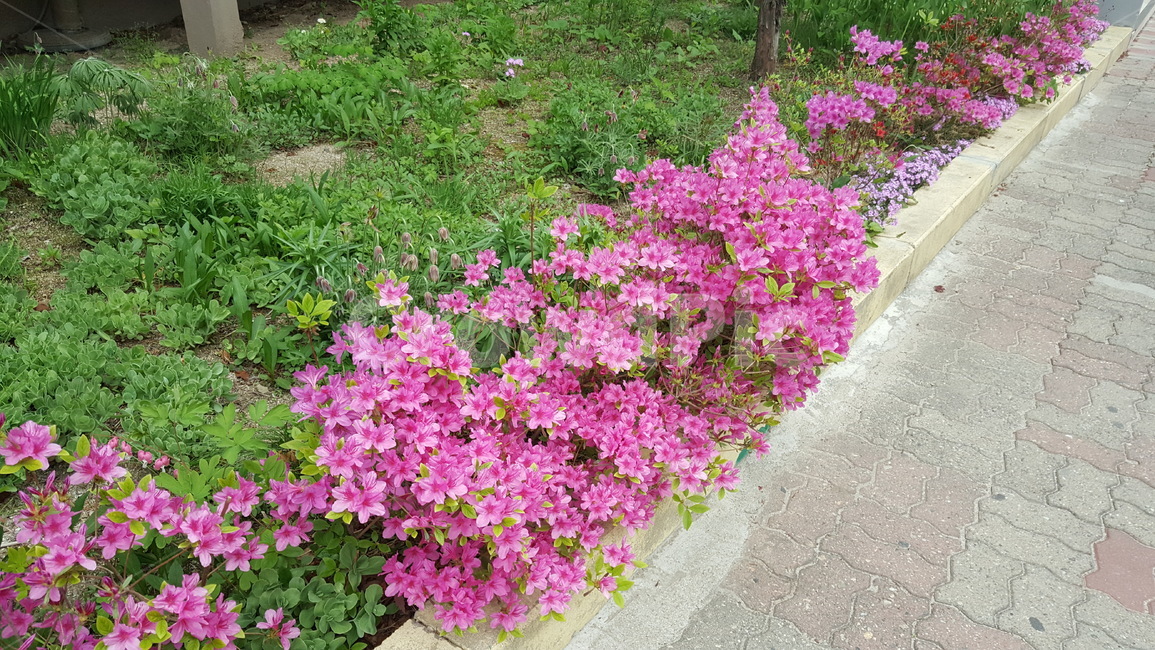 꽃,화단,식물,풍경,자연,식물,자연,plants,nature,꽃,flower
